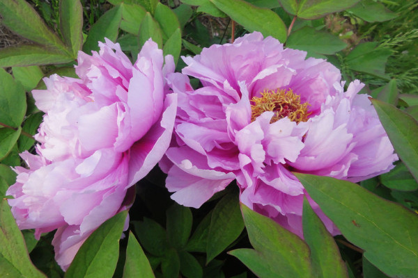 春節(jié)盆栽牡丹開(kāi)花后怎么管理