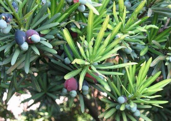 小葉羅漢松的養(yǎng)殖方法，老農(nóng)總結(jié)八大簡(jiǎn)單易學(xué)的養(yǎng)殖技巧