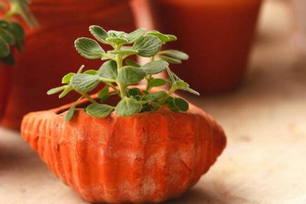 碰碰香如何度夏，掌握以下4點才是關(guān)鍵