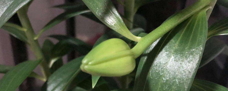 百合花苞蔫了怎么補(bǔ)救