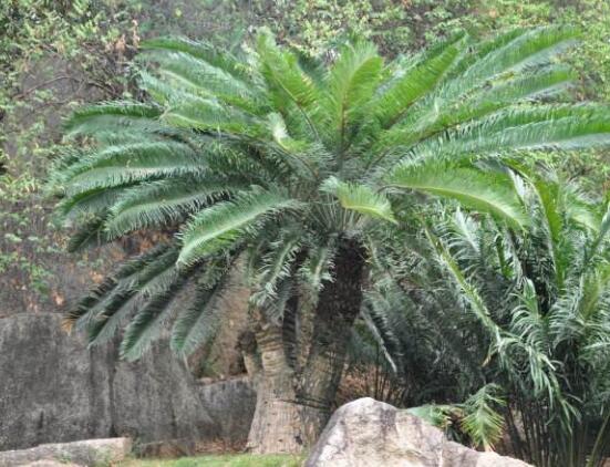 鐵樹(shù)有幾種，細(xì)數(shù)最好看的六大品種