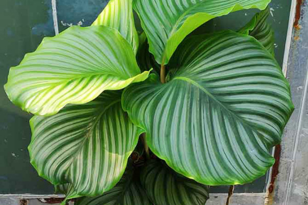 青蘋果竹芋的花語(yǔ)