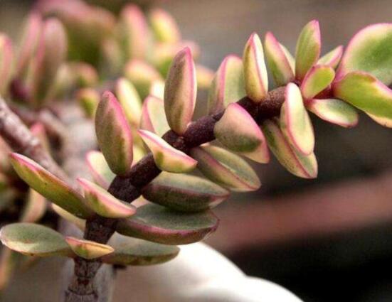 雅樂之舞為什么不紅，做好合適盆土/保持充足光照