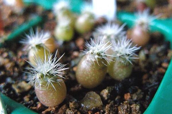 仙人球是怎樣繁殖的，有扦插/嫁接/播種三種方法