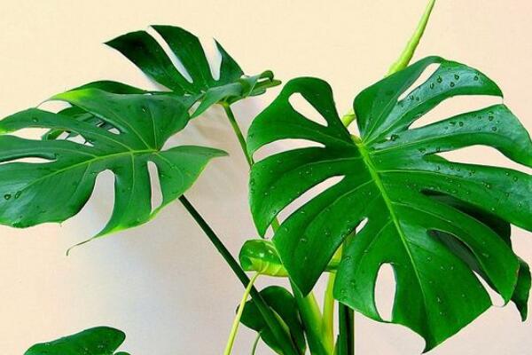 小龜背竹的養(yǎng)殖方法，做好以下五個要點即可