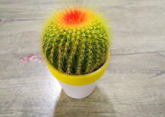 仙人球的寓意，寓意著外表堅強而內(nèi)心柔軟