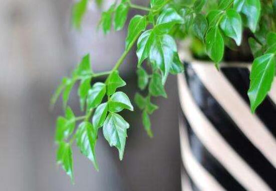 幸福樹葉子一碰就掉，教你四種原因以及解決方法