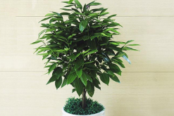 平安樹用什么肥料好，枝繁葉茂氮磷鉀肥