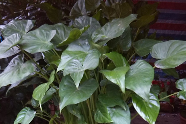 滴水觀音秋季怎么養(yǎng)