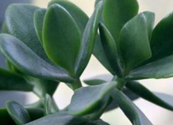 燕子掌能放在室內(nèi)養(yǎng)嗎，能/吸收有害氣體、釋放氧氣(身體健康)