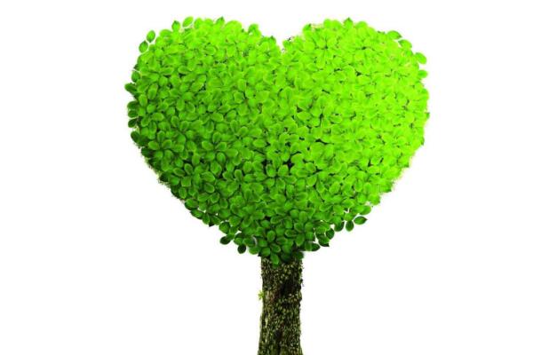 幸福樹用什么土，用園土、腐殖土和沙子配制