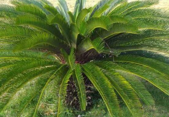 為什么蘇鐵不長(zhǎng)新葉子，教你三種最直觀有效解決辦法