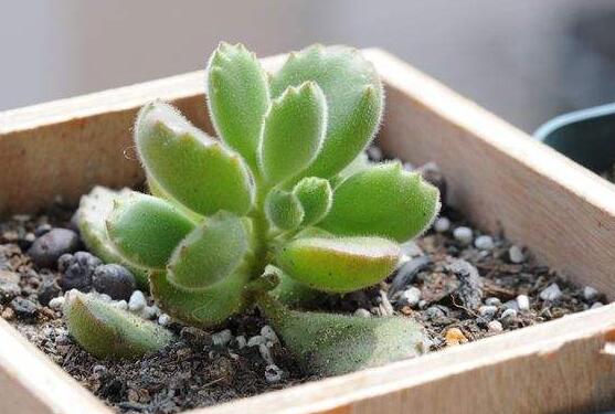 熊童子扦插技巧，五個(gè)簡(jiǎn)單小步驟一學(xué)就會(huì)