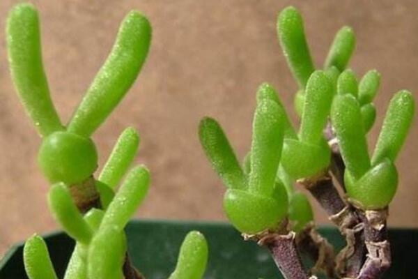 碧光環(huán)花語是什么，碧光環(huán)—可愛的精靈