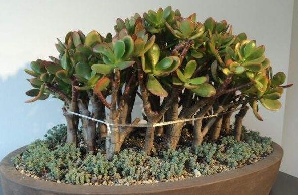 玉樹用什么土壤，最好使用沙土栽種