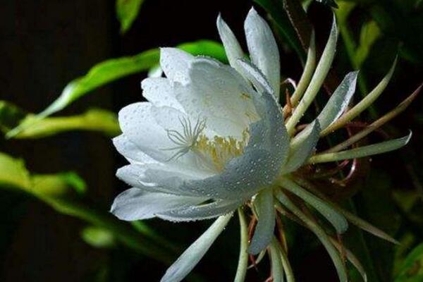 曇花要養(yǎng)幾年才開(kāi)花，養(yǎng)殖三年左右才能開(kāi)花