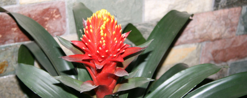 鴻運當(dāng)頭的葉子干卷了怎么辦