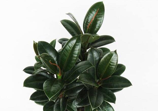 橡皮樹適合在室內(nèi)養(yǎng)嗎，適合/天然的綠色吸塵器