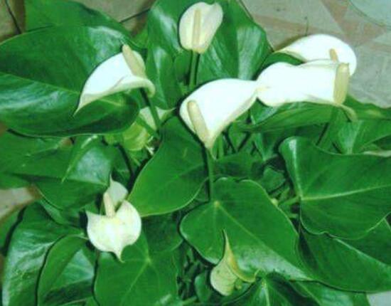 一帆風(fēng)順花期，大多數(shù)在5-8月開花(一年四季均可開花)