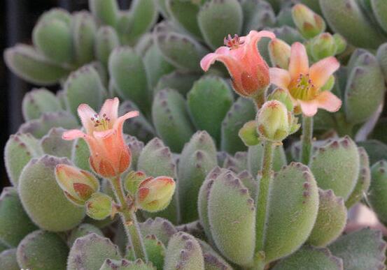 熊童子多久開花，每年7-9月間含苞盛放(夏末秋初)