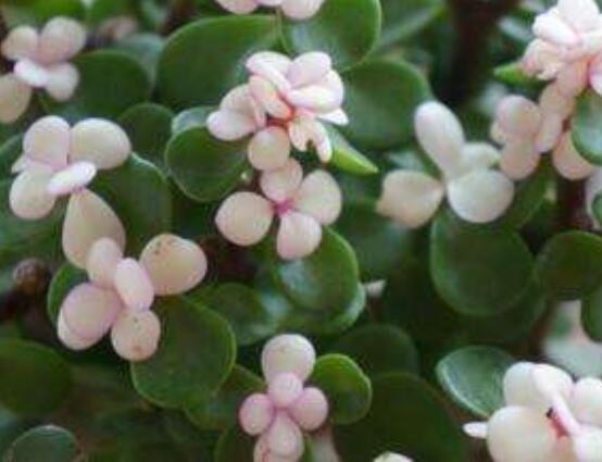 雅樂之舞水培怎么養(yǎng)，勤換水、保持合適溫度光照/前期養(yǎng)護(hù)