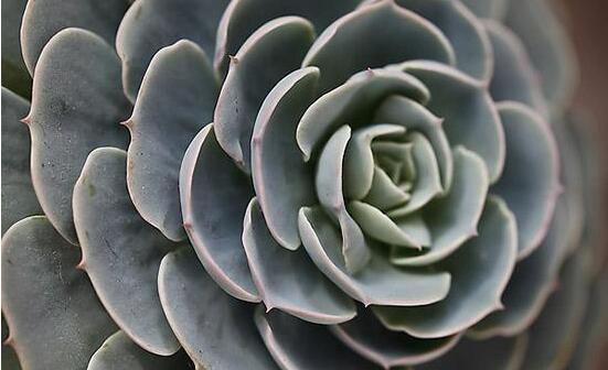 寶石花的花語是什么，代表著一種永不凋謝的愛、大富大貴