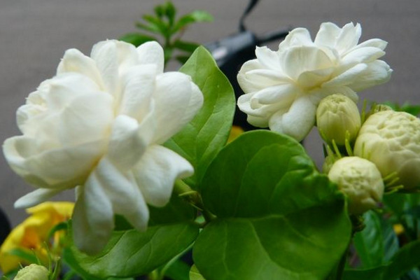 虎頭茉莉有毒嗎，沒(méi)有毒性可以方向養(yǎng)護(hù)