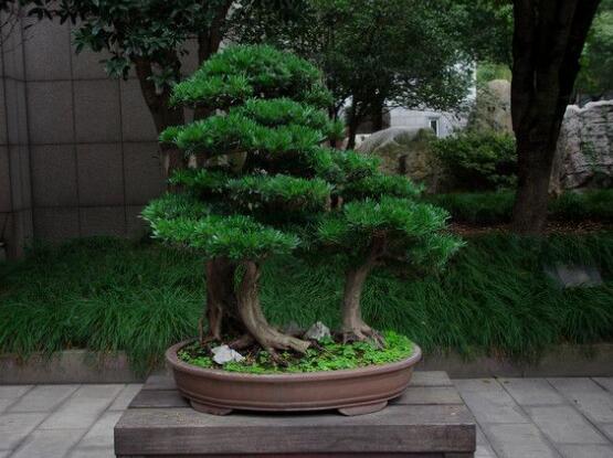 羅漢松可以放客廳嗎，可以/帶來主人家福氣、鎮(zhèn)守財(cái)寶