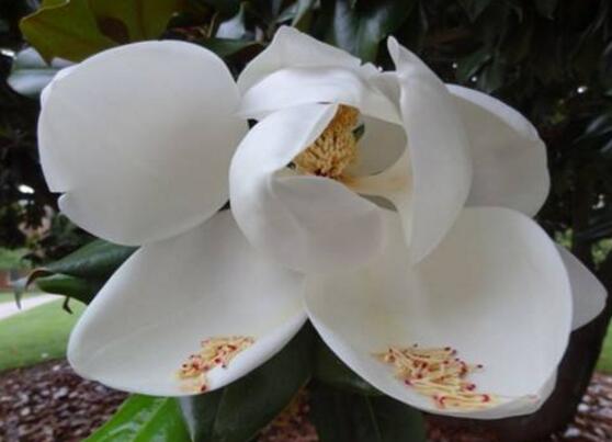 橡皮樹開花嗎，橡皮樹多久開花(一年兩次）