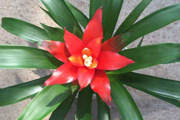 鴻運(yùn)當(dāng)頭的花有毒嗎