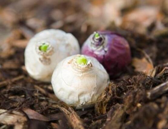 風(fēng)信子種球發(fā)霉怎么辦，涂抹滅菌靈、保持創(chuàng)面干燥