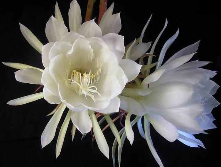 曇花爛根怎么處理，及時處理不然會造成無藥可救的狀態(tài)