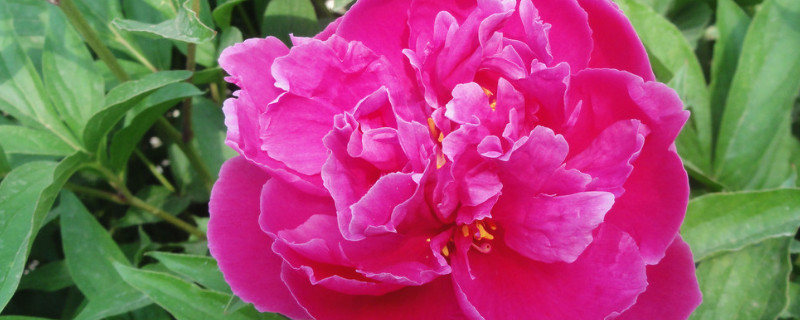 芍藥怎休眠期得多長(zhǎng)時(shí)間