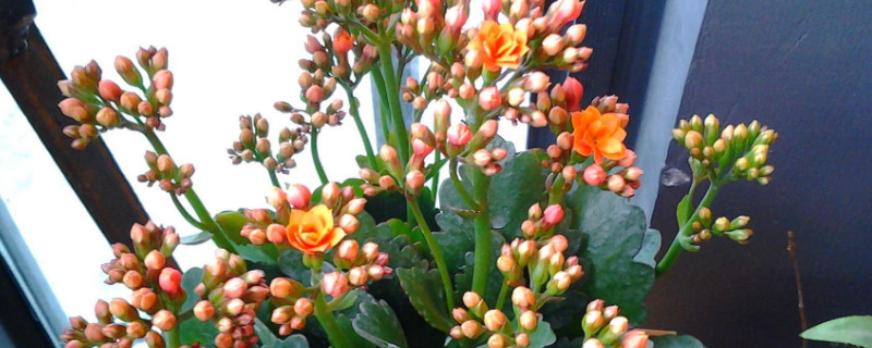 長(zhǎng)壽花怎樣避光催花