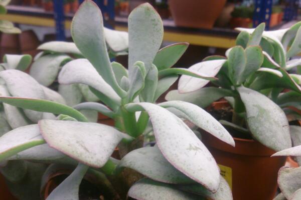 玉樹怎么養(yǎng)護，玉樹的四季養(yǎng)護方法