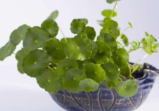 銅錢(qián)草葉子邊緣干枯，銅錢(qián)草葉子發(fā)黃怎么辦