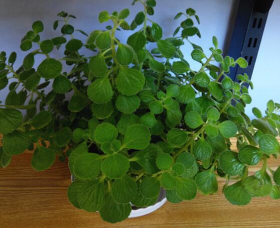 碰碰香怎么養(yǎng)茂盛，只需做好五個要點盆盆爆滿