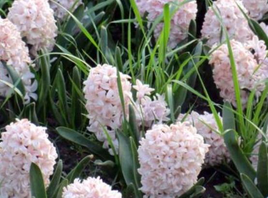 好看的風(fēng)信子圖片欣賞，姿色優(yōu)美，色彩艷麗