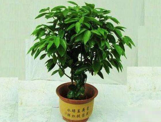 平安樹怎么修剪，平安樹的修剪方法和技巧