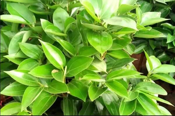 平安樹葉子發(fā)黃掉落，找到原因及時處理