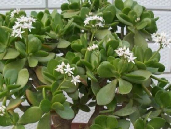 玉樹用什么肥料好，玉樹施氮磷鉀復(fù)合肥最好