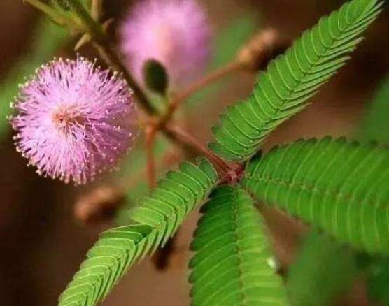 含羞草為什么會(huì)閉合，講述最科學(xué)的合理解釋(葉枕水分感應(yīng))