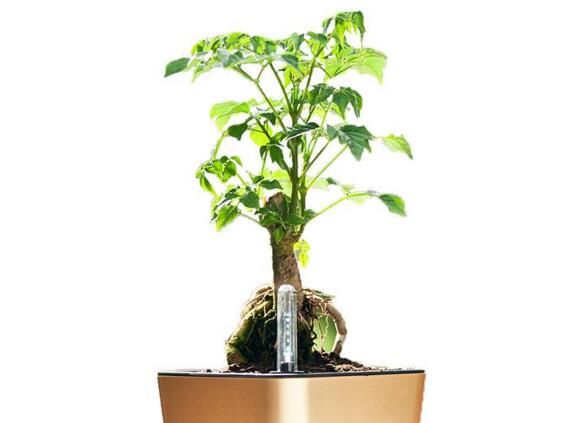 幸福樹的養(yǎng)護(hù)，栽種土壤和水份的施加都要注意