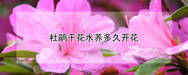杜鵑干花水養(yǎng)多久開(kāi)花