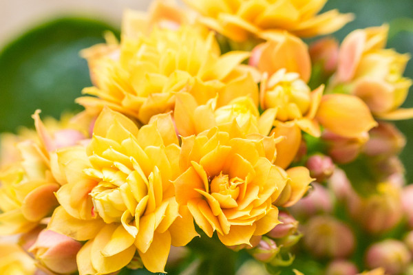 長(zhǎng)壽花黑根是怎么回事