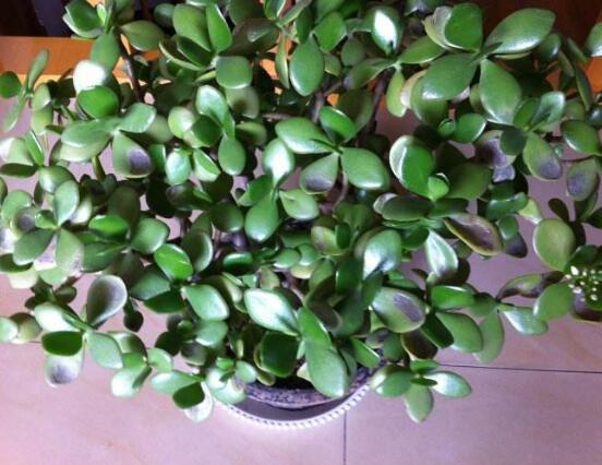 玉樹冬天怎么養(yǎng)，教你六個方法安然過冬