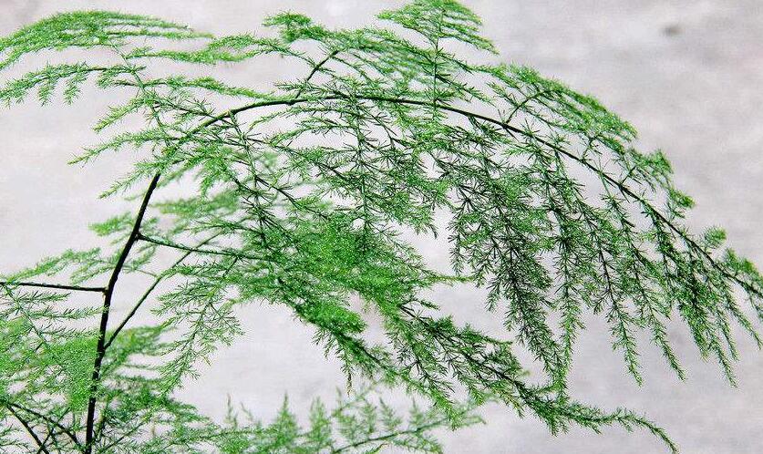 為什么家里不能養(yǎng)文竹，這是不科學的理論