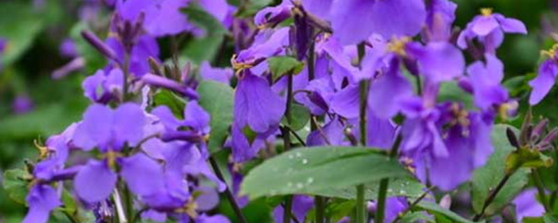 紫羅蘭沒根可以水養(yǎng)嗎