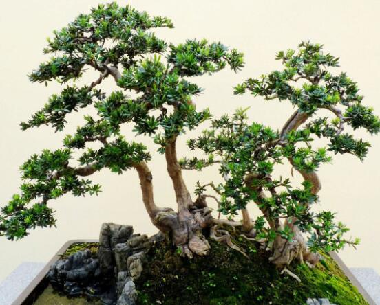 羅漢松修剪方法圖解，只需要三點步驟造型美觀茂盛