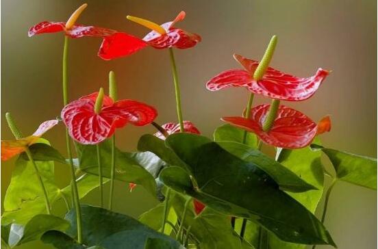 紅掌怎么養(yǎng)才能開(kāi)花，只需要做好六點(diǎn)花開(kāi)茂盛